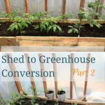 Shed to Greenhouse Conversion – Part 2